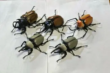 생물대도감 고혼즈가부토, 그랑시로가부토, 노코기리타테즈노가부토 세트