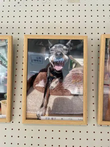 플레어 스커트 블랙과 화이트 물방울 패턴 새상품급