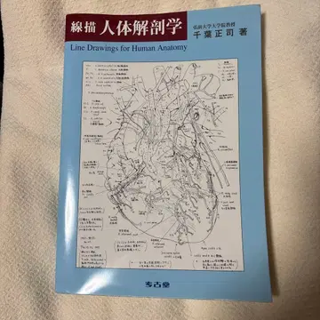 선묘 인체 해부학