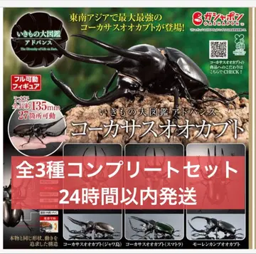 [온라인판] 생물대도감 어드밴스 코카서스장수풍뎅이 전 3종 세트