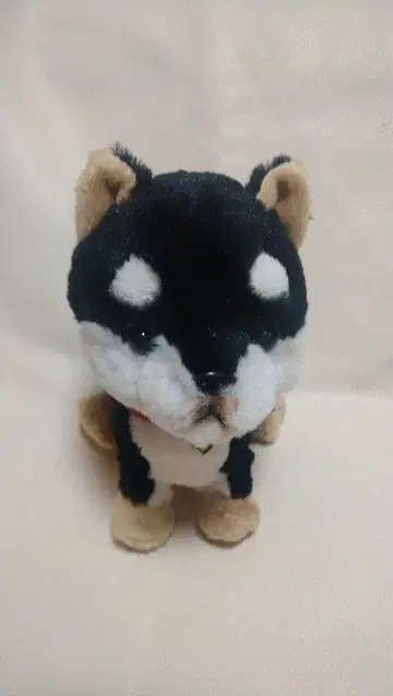 산레몬파프스 PUPS 콩시바 코738