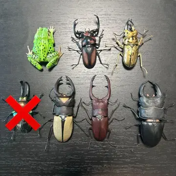 생물대도감 가챠가챠 장수풍뎅이 사슴벌레 개구리