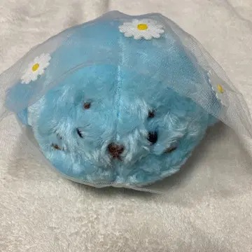 시로땅 꽃다발로 변신 블루