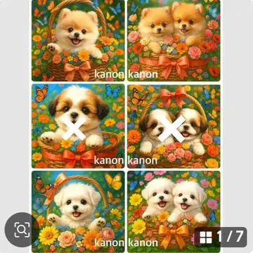 접수 포메라니안 말티즈