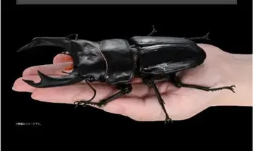 생물대도감 어드밴스 사슴벌레 02 오오쿠와가타