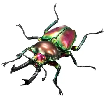 생물대도감 무지개사슴벌레 피카르