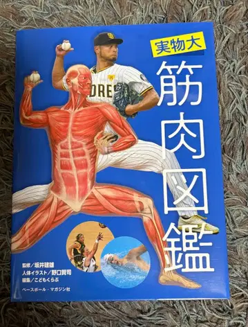 실물 크기 근육 도감