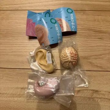 아주 부드러운 인체 해부 입체 도감 뇌, 귀, 위