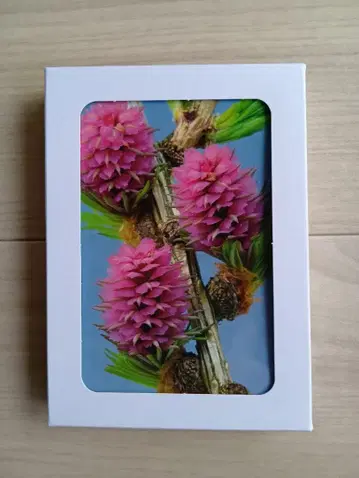 힐링허브스사 플라워 엽서 40매입