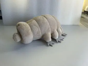 곰 벌레 봉제 인형