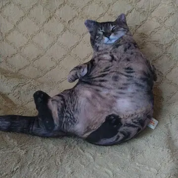 리얼 뚱냥이 쿠션