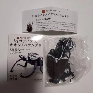 골리앗 큰뿔꽃무지 아니마리에 컬렉션 미개봉 새상품