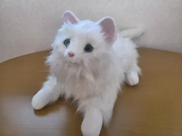 꼬리 살랑살랑 응석받이 고양이