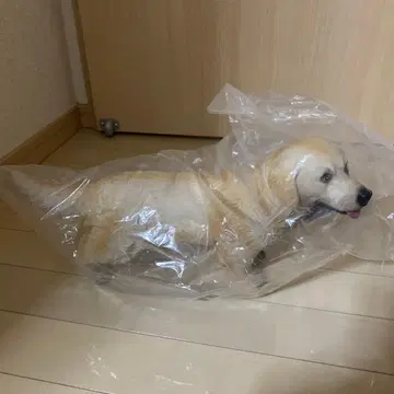 리얼한 강아지 피규어