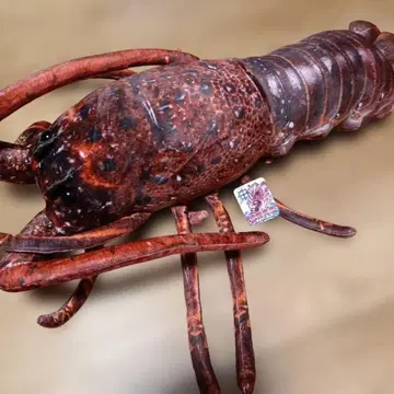 레어 해산물 시장 이세에비 봉제 인형 택 포함