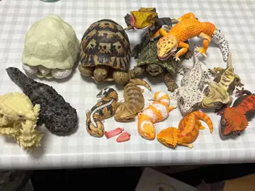 파충류 가챠가챠 묶음 판매