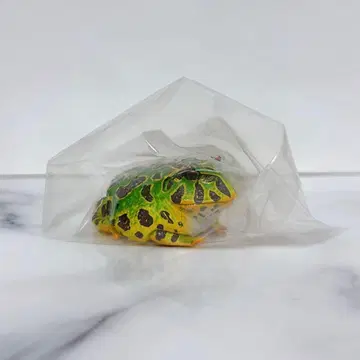 네이처 테크니컬러 벨츠노가엘 마그넷