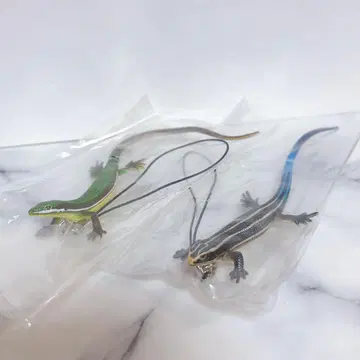 네이처 테크니컬러 니혼 도마뱀 푸른 살모사 스트랩