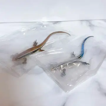 네이처 테크니컬러 일본도마뱀 마그넷 세트