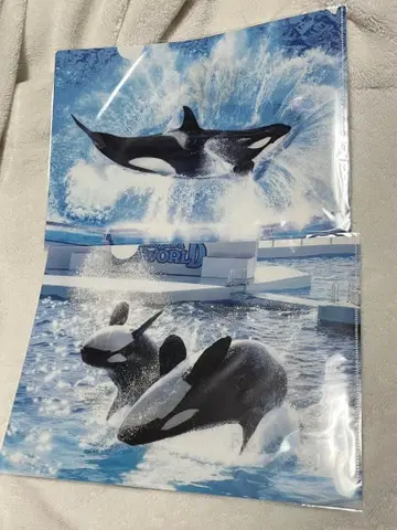 카모가와 씨월드 A4 클리어 파일 문구 범고래