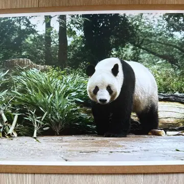 대팬더전 블라인드 패스 핀업 포스터 샹샹