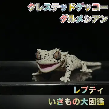 생물대도감 쁘띠 크레스티드 게코 달마시안 피규어
