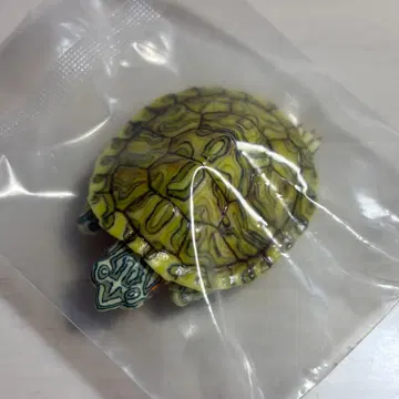 생물대도감 어드밴스 미시시피붉은귀거북 새상품