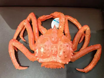 [ 초특대형 약 38cm ] 타라바가니 액션 피규어 BIG