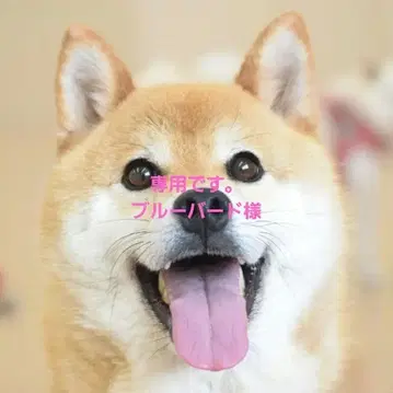 카미카쿠시 칸자시