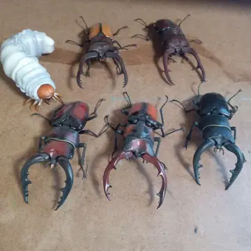 생물 대도감 넓적사슴벌레