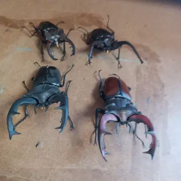 생물 대도감 미야마사슴벌레