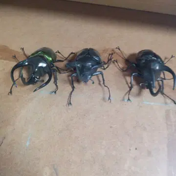 생물 대도감 카르코소마