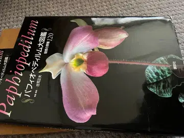 파피오페딜룸 대도감 매혹의 원종 120 쇼지 마사오