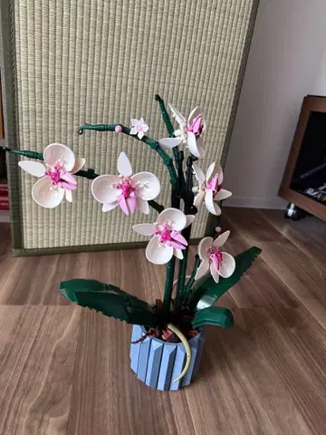 LEGO 보타니컬 컬렉션 Orchid 팔레놉시스