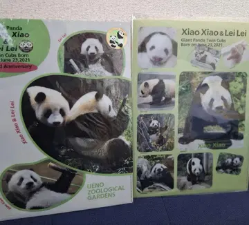 우에노 동물원 샤오샤오&레이레이 클리어 파일 A4 사이즈 2매