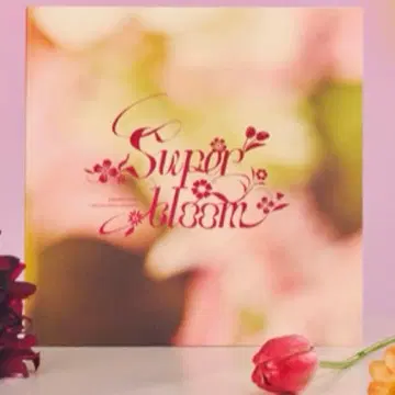 앙스타 스타포니 팜플렛