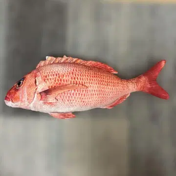 도미 금 봉제 인형 리얼