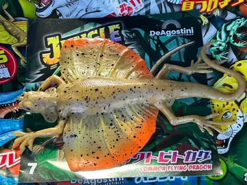 정글&co. 안도코 자바도마뱀 정글안도코 안도코