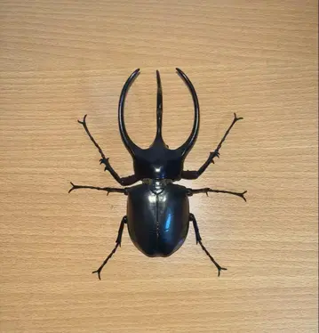 생물대도감 어드밴스 코카서스장수풍뎅이 자바 코카서스 캡슐판