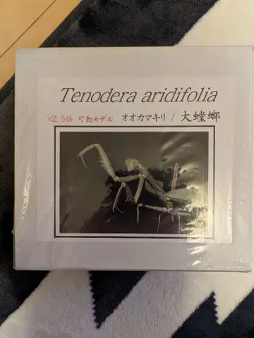 가동 곤충 레진 키트 큰사마귀