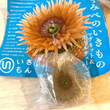 네이처 테크니컬러 바닷가 생물 2