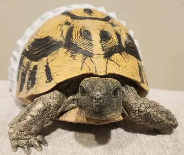 제일복권 파충류&양서류 C상 헤르만 육지거북 피규어 방구석 산책ver.