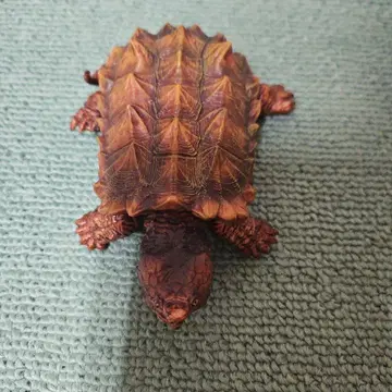 리얼 거북이 피규어 약 10cm 브라운