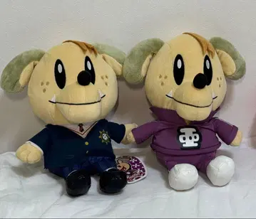 시라하마 아란 제네견