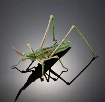 생물대도감 어드밴스 [캡슐판] 섬서구메뚜기 (그린 컬러형) 단품