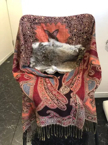 goa 고아 퍼스트 숄