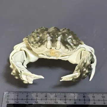 생물대도감 어드밴스 게 소데카랏파