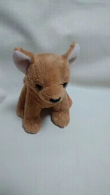 orignaI chihuahua 치와와 봉제 인형 초레어 762