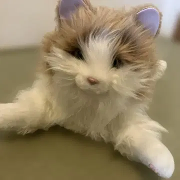 응석받이 아기 고양이