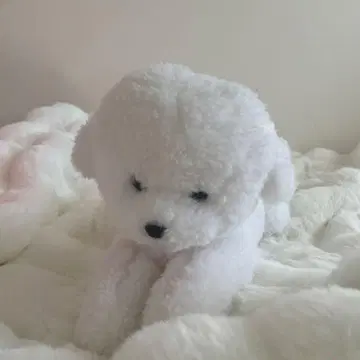 비숑 프리제 강아지 봉제 인형 썬레몬